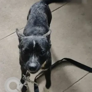 A Black and White Pitbull Indie mix Dog Found from Asha Township, Doddegubbi