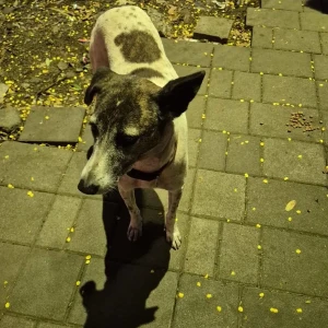 A Black and White Indie Dog Found from Yerawada, Pune