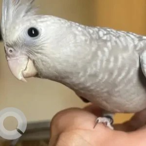 A Grey Butterfly Cockatiel Bird Missing from JP Nagar 5th phase, Aravind layout