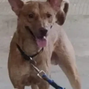 A Brown Indie Dog Missing from Range Hills, Pune