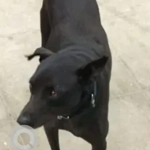 A Black Indie Dog Missing from Kalyan Nagar, Near Rajkumar Park