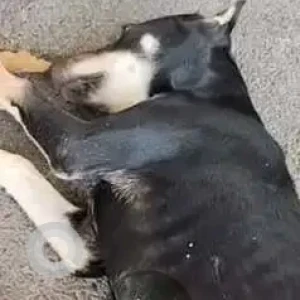 A Black and Brown Indie Dog Missing from Hinjawadi, Pune-2