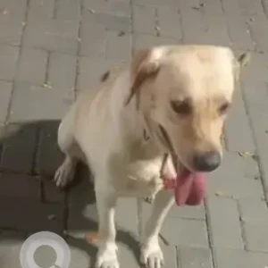 A Brown Labrador Dog Found from Railway parallel road, Kumarapark west-2