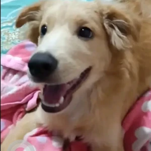 A White-Brown Mix indie mix Dog Missing from Chitwan,Bharatpur-2