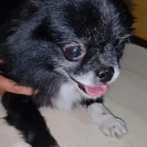 A Black and White Indie Dog Missing from Kalyan Nagar