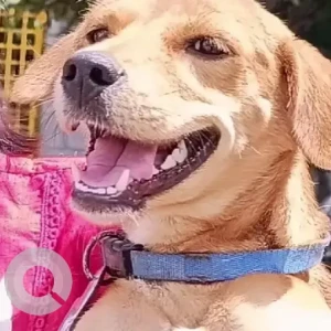 A White-Brown Mix Indie Dog Missing from Bengaluru-2