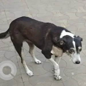 A Black and White Indie Dog Missing from Sector 20, Kopar khairane-2