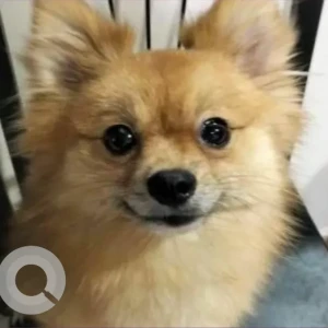 A Golden Pomeranian Dog Missing from Al Jurf 3, Ajman