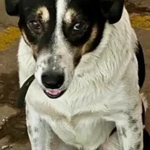 A White-Brown Mix Indie Dog Found from Pune-3