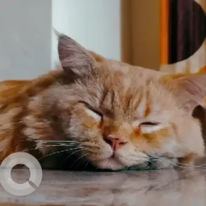 A Orange Persian Cat Missing from Chandra layout