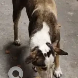 A White-Brown Mix Indie Dog Missing from Athgaon, Guwahati-3