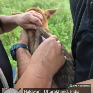 Rabies vaccination-49