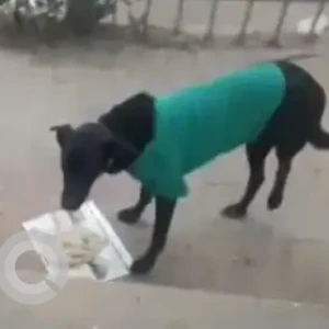 A Black Indie Dog Missing from Panchsheel Metro Station