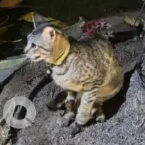 A Black and Brown Domestic Shorthair Cat Found from The Palm Jumeirah