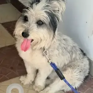 A Grey-White Mix Shih Tzu Dog Found from Girinagar