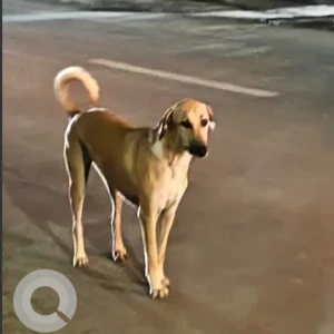 A Brown Indian Dog Found from Pune-2