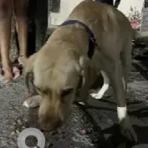 A White Labrador Dog Found from Nagarbhavi-2