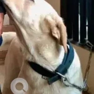 A White Labrador Dog Missing from Kumbar Koppalu-3