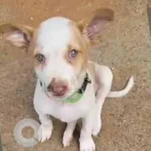 A White-Brown Mix Indie Dog Missing from Bengaluru