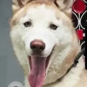 A White-Brown Mix Husky Dog Missing from Saraswathipuram, Mysuru