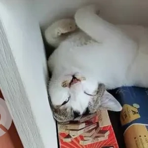 A Black and White Indie Cat Missing from Khaliamari, Dibrugarh-2