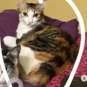 A Black and White Tabby Cat Missing from Basavanagudi, Bengaluru-2