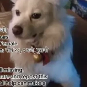 A White Pomeranian Dog Missing from puranobaneshwor
