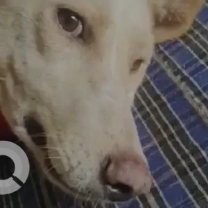 A White Indie Dog Missing from Rohini Sector-21