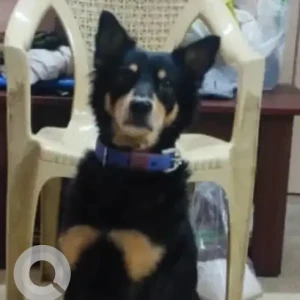 A Black and Brown Indie Dog Missing from Bengaluru-2