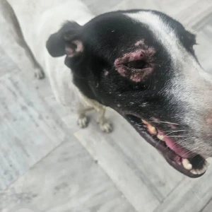 A Black and White Indie Dog Missing from New Delhi