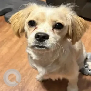A White-Brown Mix Cavalier & Bichon X Dog Missing from Tyler Street and Hancock Street