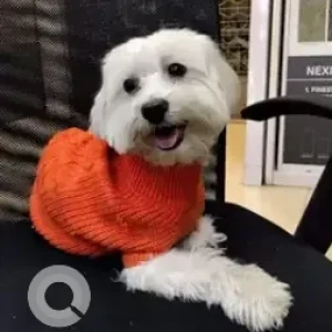 A White Maltese Dog Found from Srinivas Nagar bank colony
