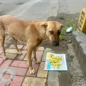 A Brown Indie Dog Found from Pune-2