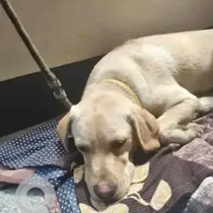 A White-Brown Mix Labrador Dog Found from Btm layout 2nd stage near 29th main road