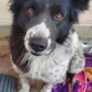 A Black and White Indie Dog Missing from New Delhi