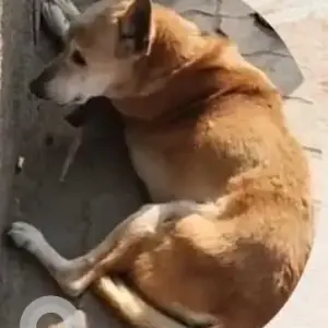 A White-Brown Mix Indie Dog Found from HSA Noida hospital
