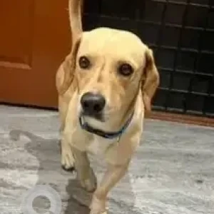 A White-Brown Mix Dachshund Dog Found from Mantri Alpyne apartment, Channasandra