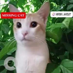 A White-Brown Mix Indie Cat Missing from 4Th A Cross, 3rd Block, HRBR Layout-2