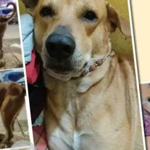 A White-Brown Mix Indie Dog Missing from Kalighat-2