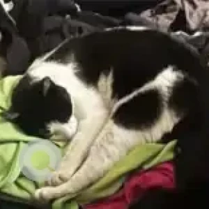 A Black and White Domestic short hair Cat Missing from 93 Eaton street-3