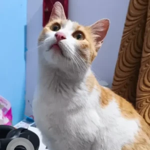 A White-Brown Mix Ginger Cat Found from Malleshwaram