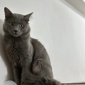 A Black Nebelung Cat Missing from Lakkadpur-3