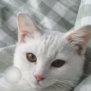 A White Domestic Shorthair Cat Missing from Downtown-2