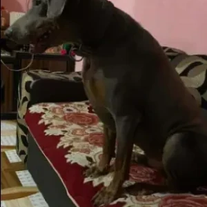 A Black Doberman Dog Missing from Hemja Sundarpuri Chowk