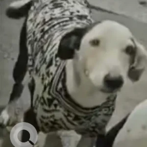 A Black and White Indie Dog Missing from Iskon temple Punjabi Bagh Grounds