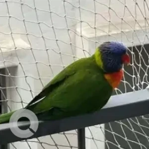 A Green Rainbow lorikeet Bird Missing from Begur, Bengaluru-2