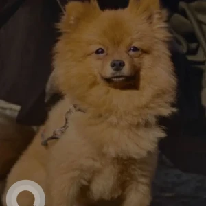 A Brown Pomeranian Dog Missing from Western hotel Kashimira Highway