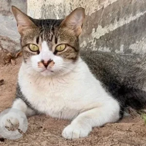 A White and Grey Domestic Shorthair Cat Missing from Villa 274 Uptown Ajman, Al Zahya area