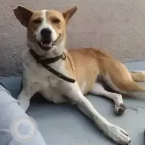 A White-Brown Mix Indie Dog Missing from Salu buy and save, Basaaveshwarnagar, Kurubarahalli