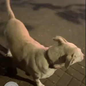 A White Indie Dog Missing from Kothrud, Pune-2